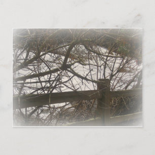 Postal Snowy Woods