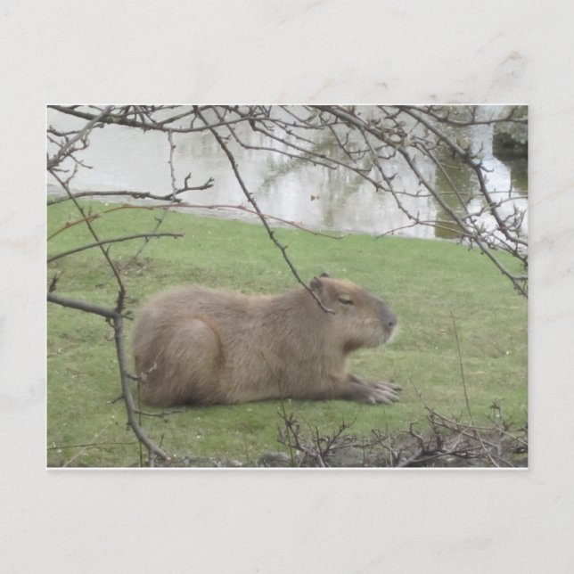 Postal So süß der Riesennager (Anverso)