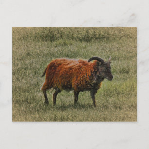 Postal Soay Sheep