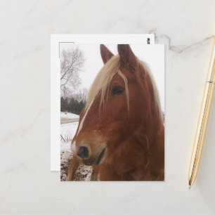 Postal Soberbio caballo de tiro en invierno