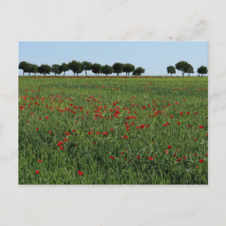 Postal sobre el campo de los cachorros