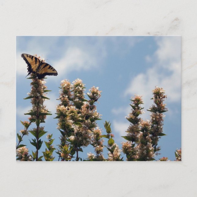 Postal Sobre el mundo (Anverso)