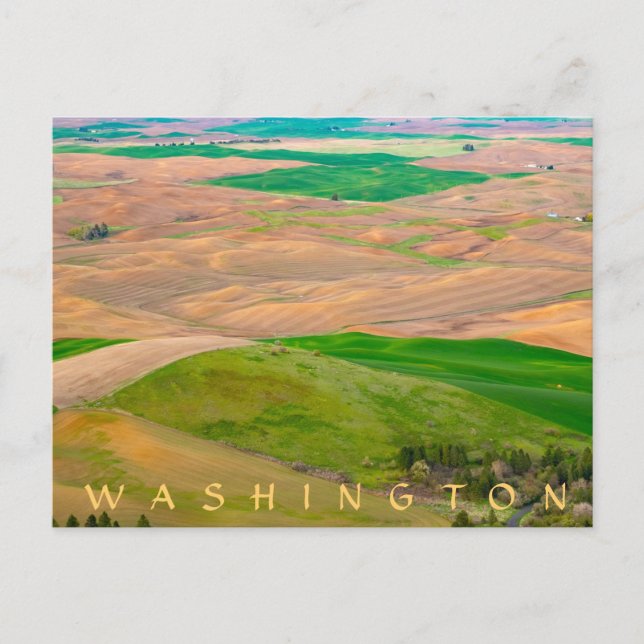 Postal Sobre el pájaro pintado de Steptoe Butte (Anverso)