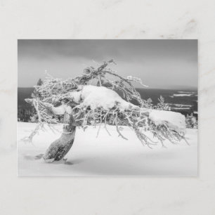 Postal sobre la naturaleza del invierno finlandés