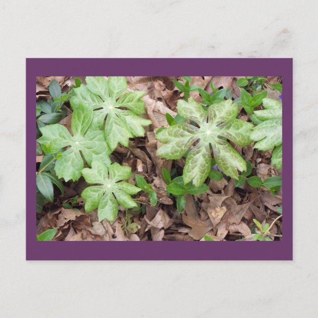 Postal Sobre los motivos de Monticello de Jefferson... (Anverso)