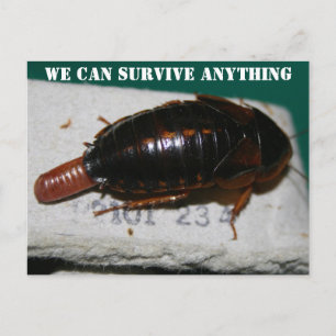 Postal Sobrevivir a todo, cucaracha con boleto de huevo