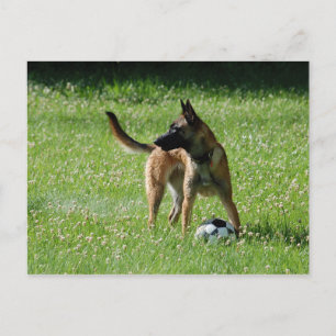 Postal Soccer Malinois