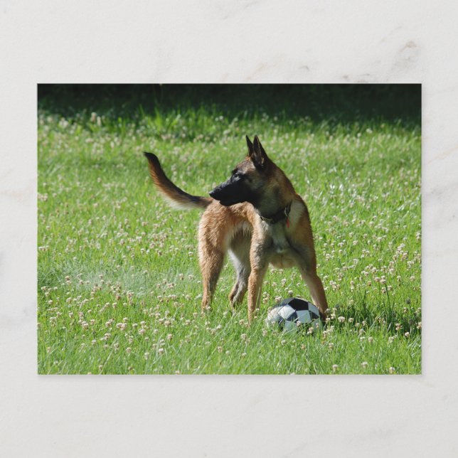 Postal Soccer Malinois (Anverso)