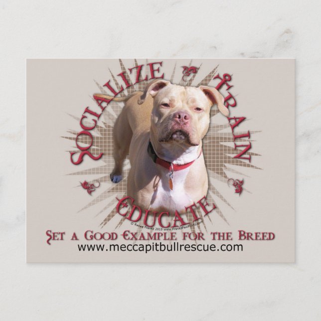 Postal Socialize Train Educate Pitbull (Anverso)