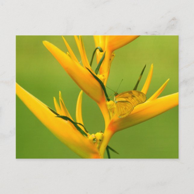 Postal Sociedad Humana Amazónica: Serie Natural Amazon (Anverso)