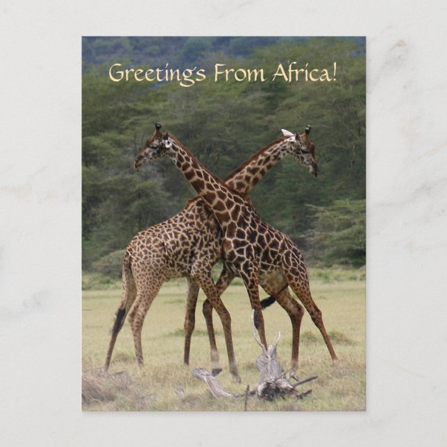 Postal Socios perfectos - Postcard (Anverso)