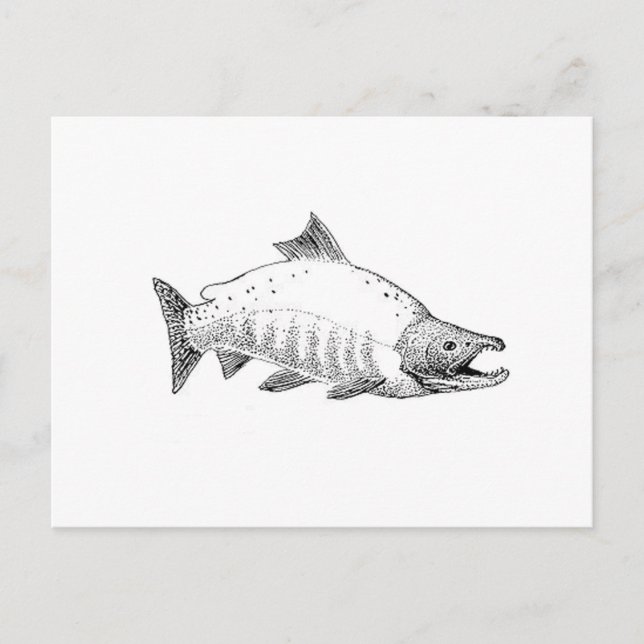 Postal Sockeye Salmon Line Art (Anverso)