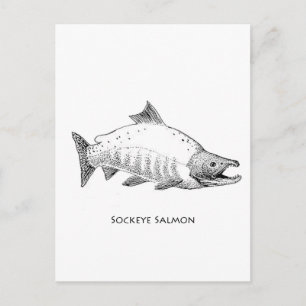 Postal Sockeye Salmon Line Art