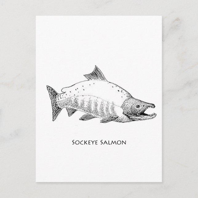 Postal Sockeye Salmon Line Art (Anverso)