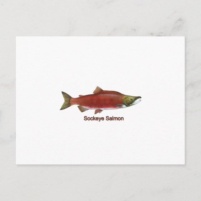 Postal Sockeye - Salmón Rojo (con título) (Anverso)