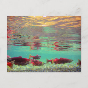 Postal Sockeye Salmon Underwater