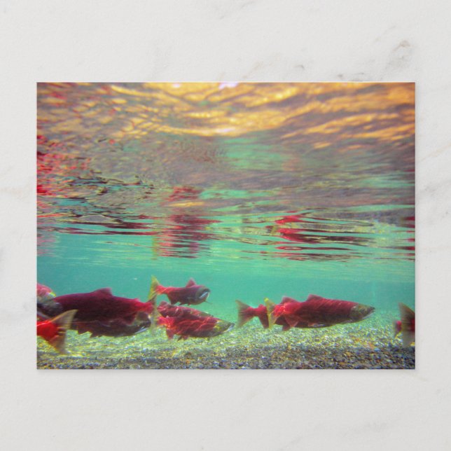 Postal Sockeye Salmon Underwater (Anverso)