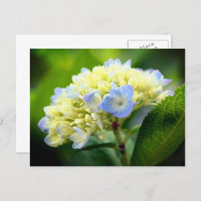 Postal Soft Blue Hydrangea Flower Photography  (Anverso / Reverso)
