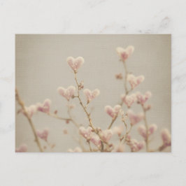 Postal Soft Heart Blossom Postcard – Romantic Botanical 
