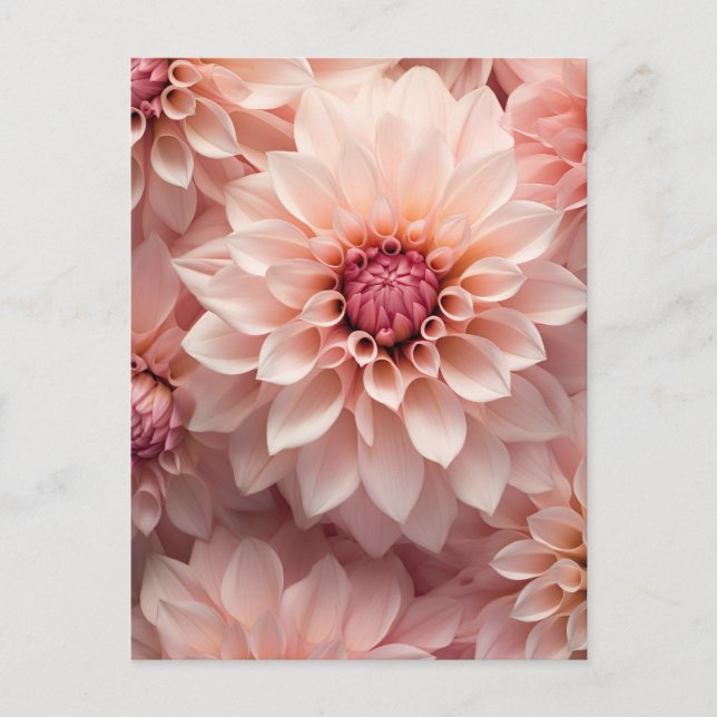 Postal soft pastel colored dahlia flower  (Anverso)