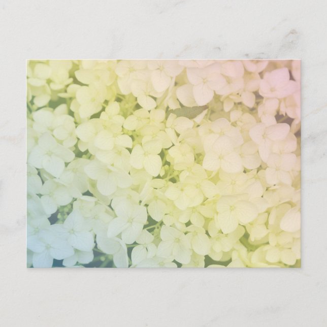 Postal  Soft Pastel Rainbow Hydrangea (Anverso)