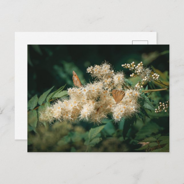 Postal Soft White Blossoms with Butterflies (Anverso / Reverso)