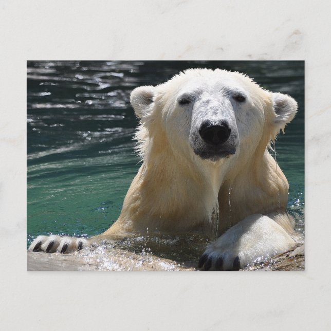 Postal Soggy Polar Bear (Anverso)