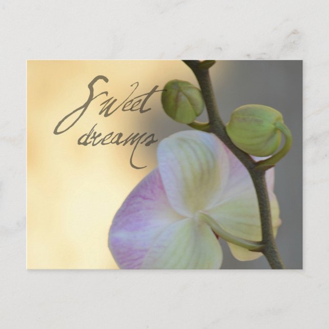 Postal Sogni D'oro (sueños dulces) Orquídea (Anverso)