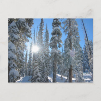 Postal Sol a través de árboles en invierno