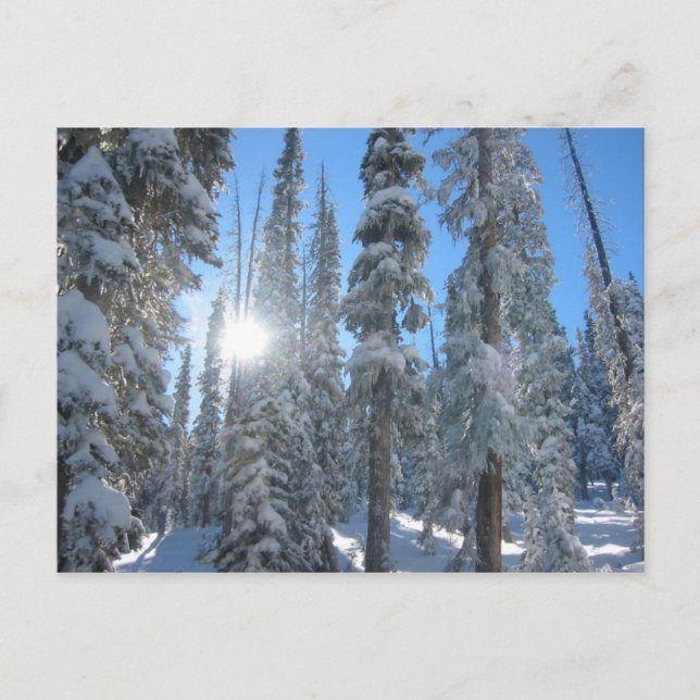 Postal Sol a través de árboles en invierno (Anverso)
