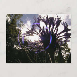 Postal sol de botón de soltero