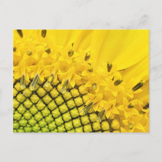 Postal sol de cuarto (Anverso)