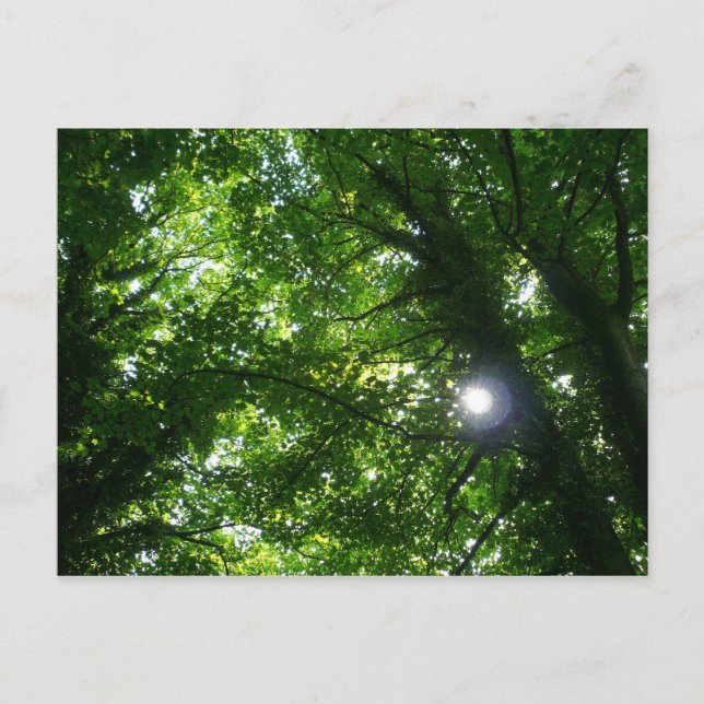 Postal Sol en los árboles (Anverso)