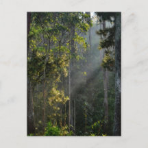 Sol Mañanero Pacífico Rayo de Sol Bosque