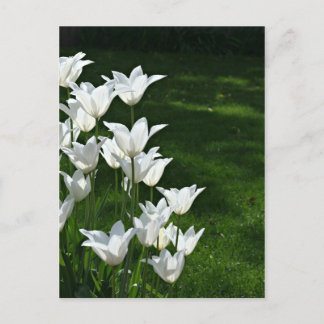 Postal Sol tuliano blanco