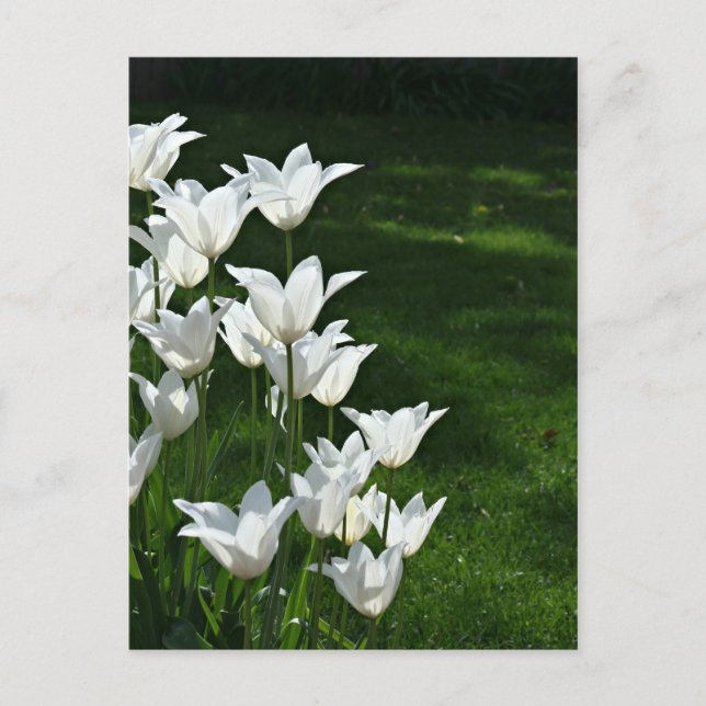 Postal Sol tuliano blanco (Anverso)