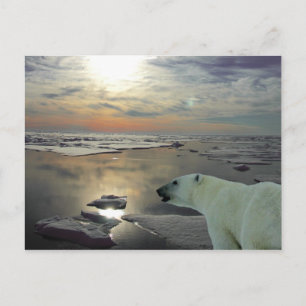 Postal Sol y oso polar de medianoche, Océano Ártico