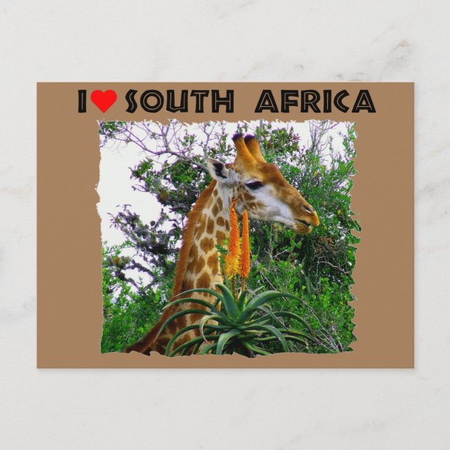 Postal Sola jirafa de I Heart South Africa (Anverso)
