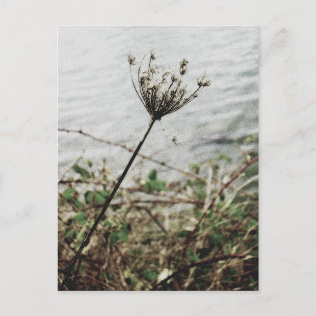 Postal soledad (Anverso)