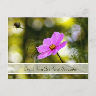 Postal Solidaridad Gracias Por La Noche Cosmos Rosa Flor