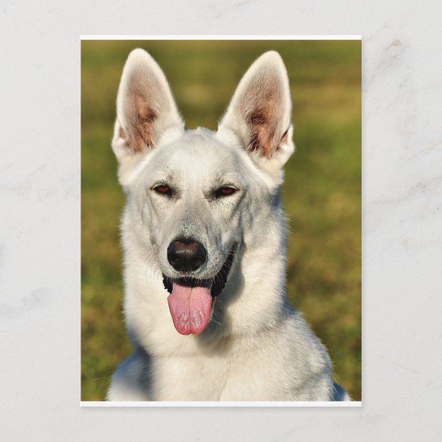 Postal Solitario como el lobo (Anverso)