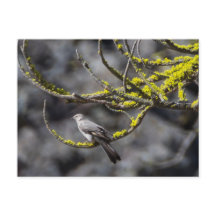 Solitario de Townsend