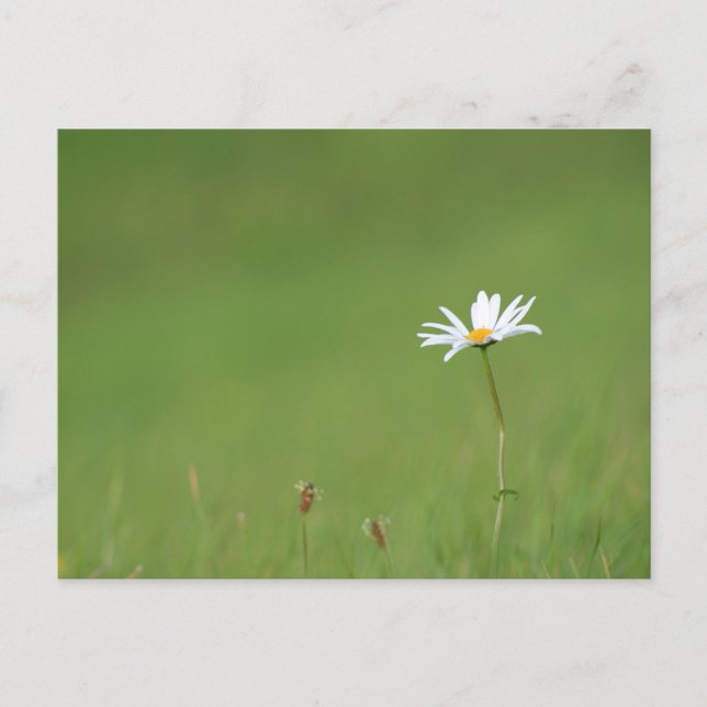 Postal Solo (Anverso)