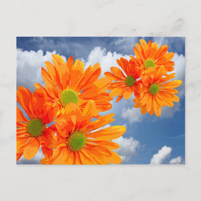 Postal Sólo 3 Gerbera Daisy Blossoms + tu texto e ideas (Anverso)