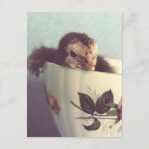 Postal Solo Chillin'