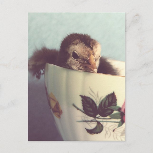 Postal Solo Chillin' (Anverso)