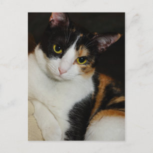 Postal Sólo colgando alrededor