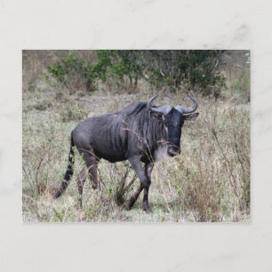 Postal solo de wildebeest