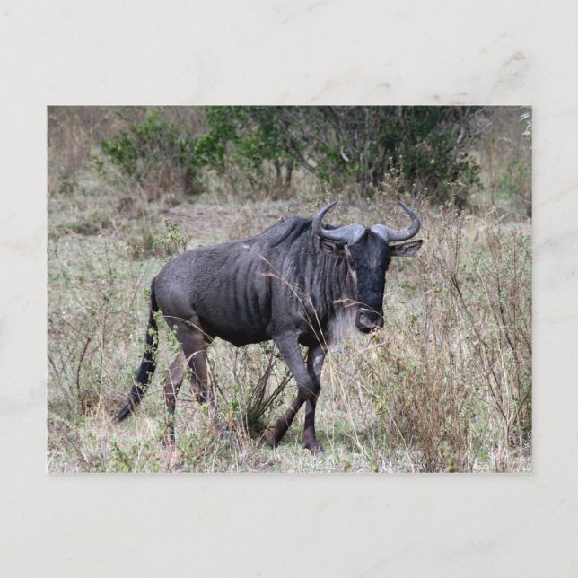 Postal solo de wildebeest (Anverso)