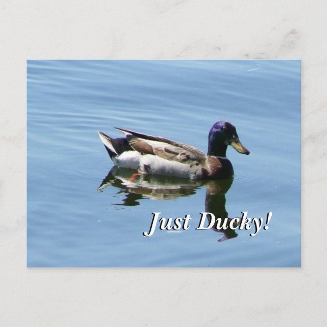 Postal ¡Solo Ducky! (Anverso)